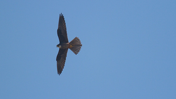Eleanora's Falcon, Kensington Cliffs 2014.