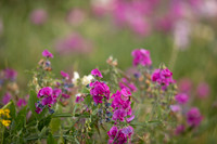 Broad-leaved Everlasting Pea, Edge Hill, July 2022