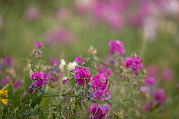 Broad-leaved Everlasting Pea, Edge Hill, July 2022