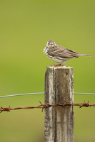 Meadow Pipit, Floi, Iceland, June 2022.