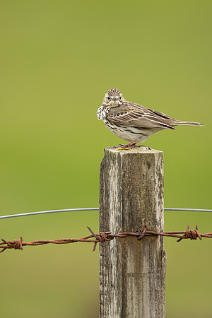 Meadow Pipit, Floi, Iceland, June 2022.