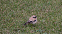 Desert Wheatear, Severn Beach 2013