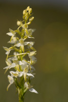 Lesser Butterfly-orchid, Morgans Hill, June 2024