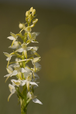 Lesser Butterfly-orchid, Morgans Hill, June 2024