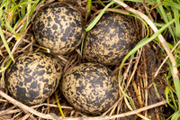 Lapwing, Burtle, May 2024