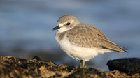 Greater Sand Plover, Paphos Headland, October 2016