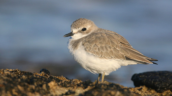 Greater Sand Plover, Paphos Headland, October 2016
