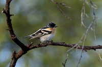 Brambling, Norway, June 2023