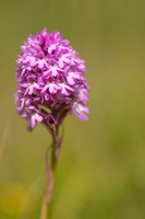 Pyramidal Orchid, Rudge Hill, July 2024