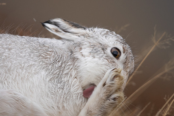 Mountain Hare, Findhorn Valley, January 2022