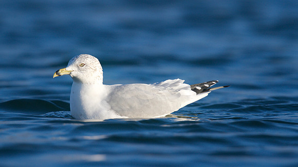 Ring-billed Gull, Gosport, December 2014