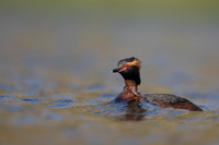 Slavonian Grebe, Iceland, May 2022