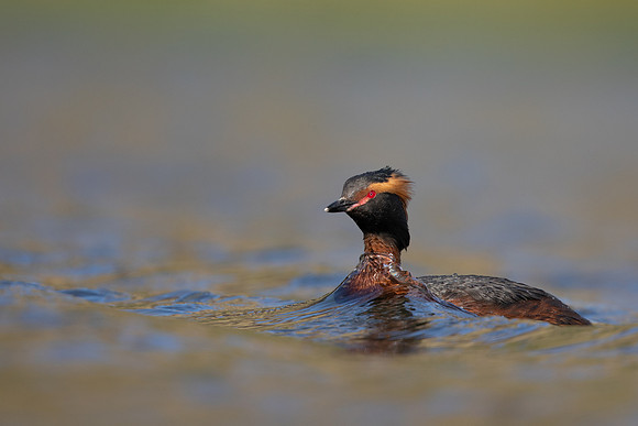 Slavonian Grebe, Iceland, May 2022