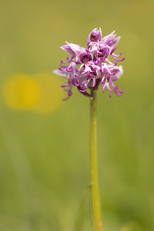 Monkey Orchid, Kent, May 2024