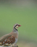 Red-legged Partridge, Hawling, March 2019
