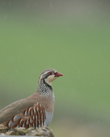 Red-legged Partridge, Hawling, March 2019