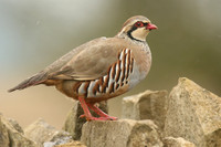Red-Legged Partridge