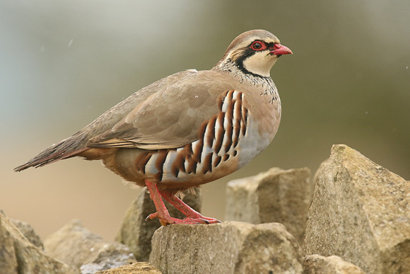Red-legged Partridge, Hawling, March 2019.
