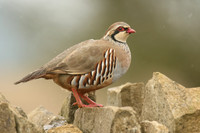 Red-legged Partridge, Hawling, March 2019