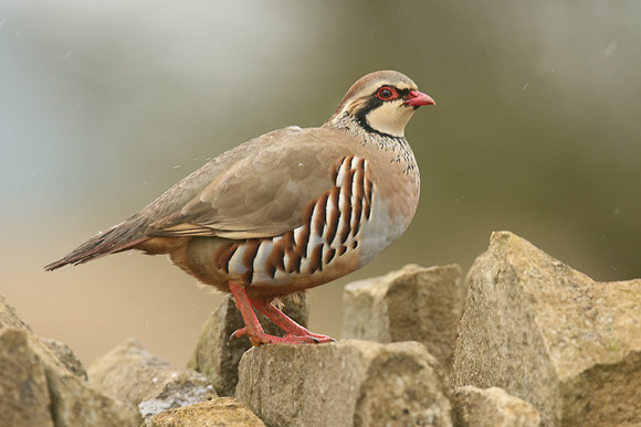 Red-legged Partridge, Hawling, March 2019
