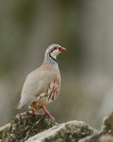 Red-legged Partridge, Hawling, March 2019