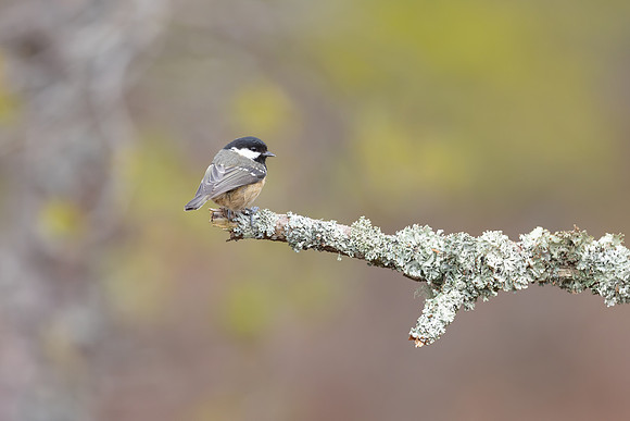 Coal Tit, Loch Morclich, February 2023