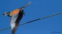 Roller, Larnaca Sewage works 2014
