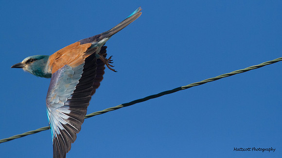 Roller, Larnaca Sewage works 2014