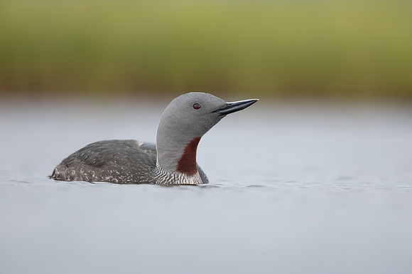 Red-throated Diver, Floi, Iceland, June 2022