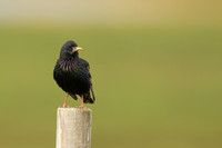 Starling