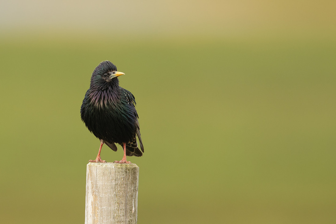 Starling, Floi, Iceland, June 2022.
