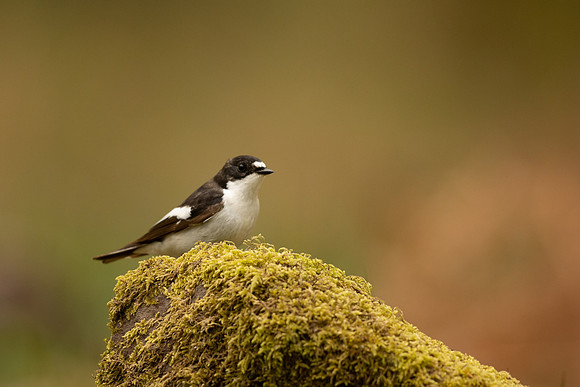 Pied Flycatcher, Forest of Dean, April 2022