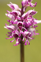 Monkey Orchid, Kent, May 2024