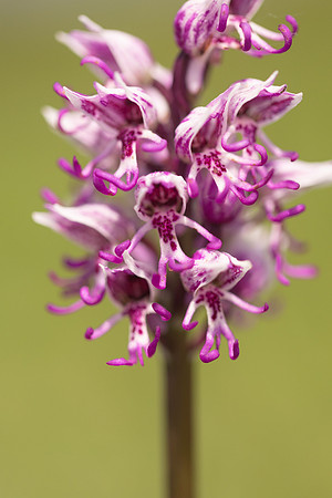 Monkey Orchid, Kent, May 2024