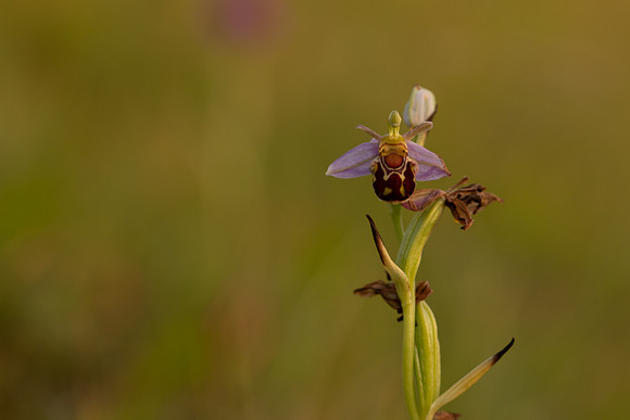 Bee Orchid, Oldbury, June 2022