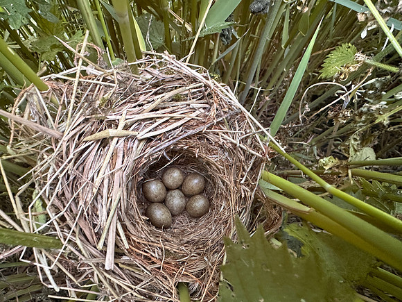 Sedge Warbler, Rockhampton, May 2025