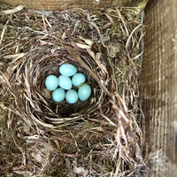 Pied Flycatcher, Forest of Dean, May 2025
