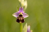Late Spider-orchid, Kent, May 2024