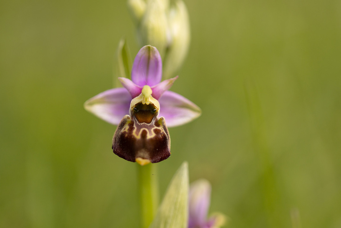Late Spider-orchid, Kent, May 2024