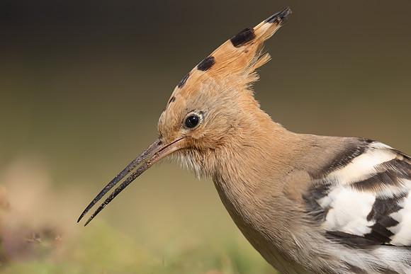 Hoopoe, Swansea, October 2024
