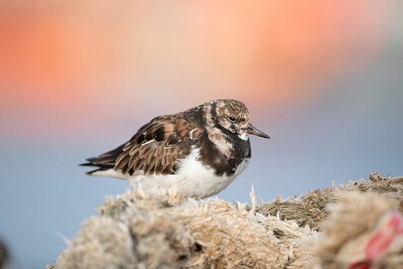 Turnstone, Lyme Regis, March 2022