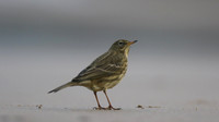 Rock Pipit, Skinningrove, November 2016