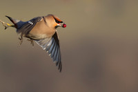 Waxwing, Rodbrough Common, January 2024