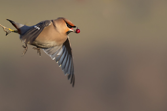 Waxwing, Rodbrough Common, January 2024