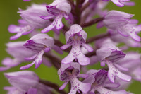 Miltary Orchid, Berkshire, May 2024