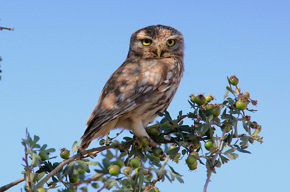 Little Owl, Larnaca Salt Lake 2014