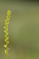 Bog Orchid, New Forest, July 2024
