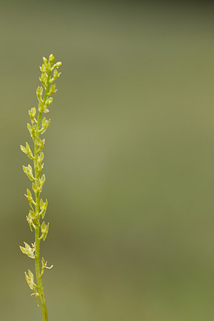 Bog Orchid, New Forest, July 2024