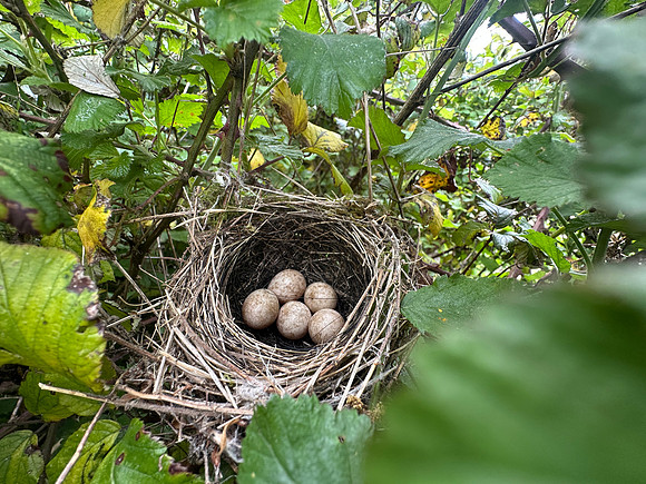 Blackcap, Tockington, April 2025