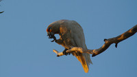 Long-billed Corella